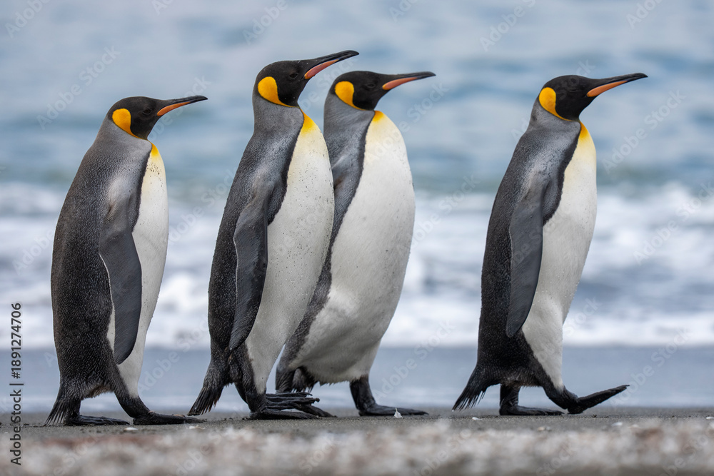 Fototapeta premium King penguin adults on the beach