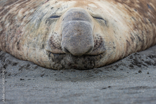 Southern Elephant seals close up portrait