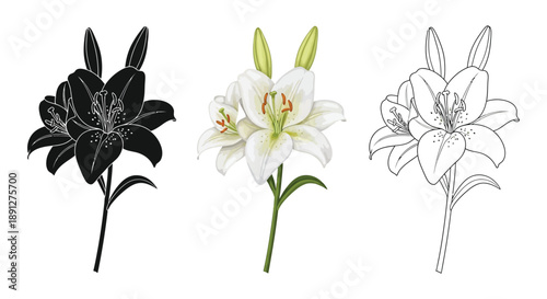 Set of three lily flower illustrations in solid black silhouette, full color, and outline styles