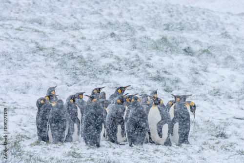 King penguin adults stand close together in a landscape with snow