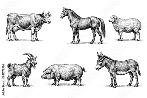 Detailed vintage illustrations of farm animals in black and white