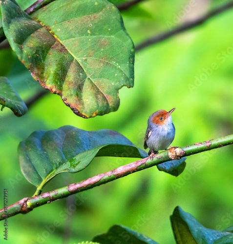 Foto The ashy tailorbird (Orthotomus ruficeps) in the mangrove forest of lowland fore