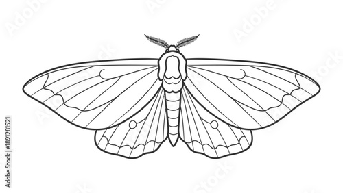 Detailed Moth Illustration: A detailed line drawing of a moth, capturing its delicate wing patterns and intricate body structure, a beautiful representation of insect.