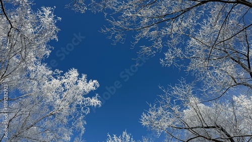 Schilderij op canvas Low angle view of frost covered tree branches against clear vibrant blue sky on