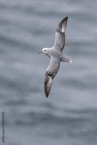 Southern fulmar fly above the sea