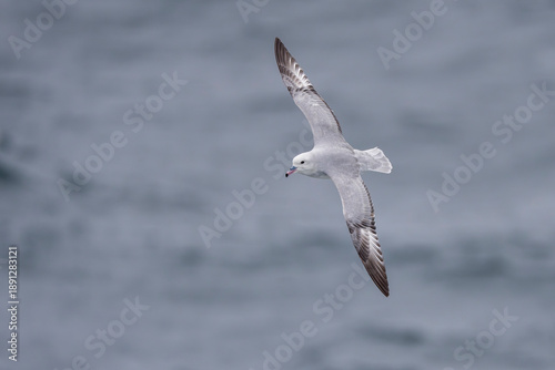 Southern fulmar fly above the sea