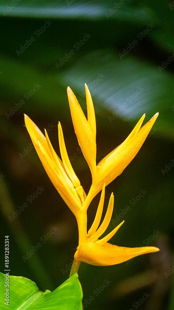 Obraz premium Heliconia aurantiaca of Borneo. Herb native to the Caribbean and South America