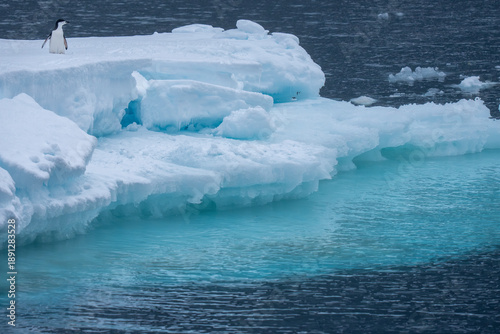 Foto Chinstrap penguin on ice floe