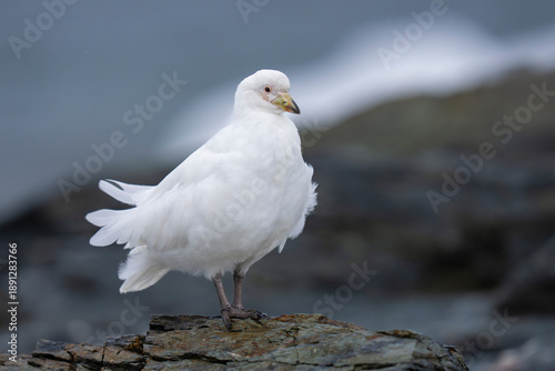 Snowy sheathbill