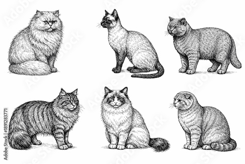 Detailed illustrations of six distinct cat breeds in black and white art