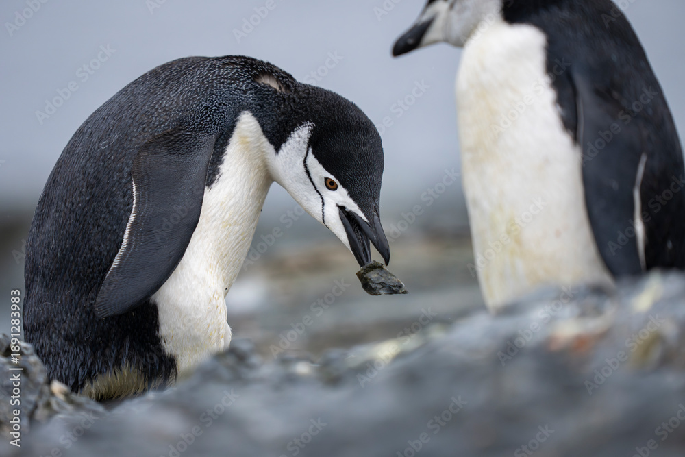 Fototapeta premium Chinstrap penguin close up