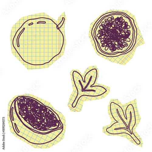 Passion fruits set. Cut out scraps of paper with passionfuits doodles. Pen drawn images of passion fruit. Whole, half and sliced exotic food on graph paper pieces. Vector exotic sweet food.  