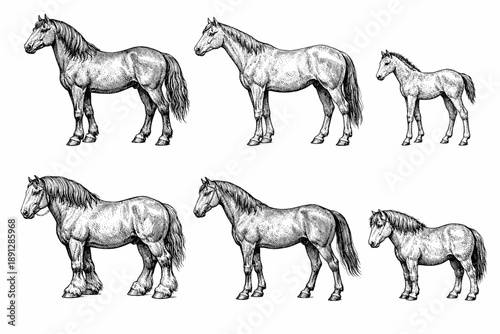 Detailed illustration of horses in various poses and stages of growth