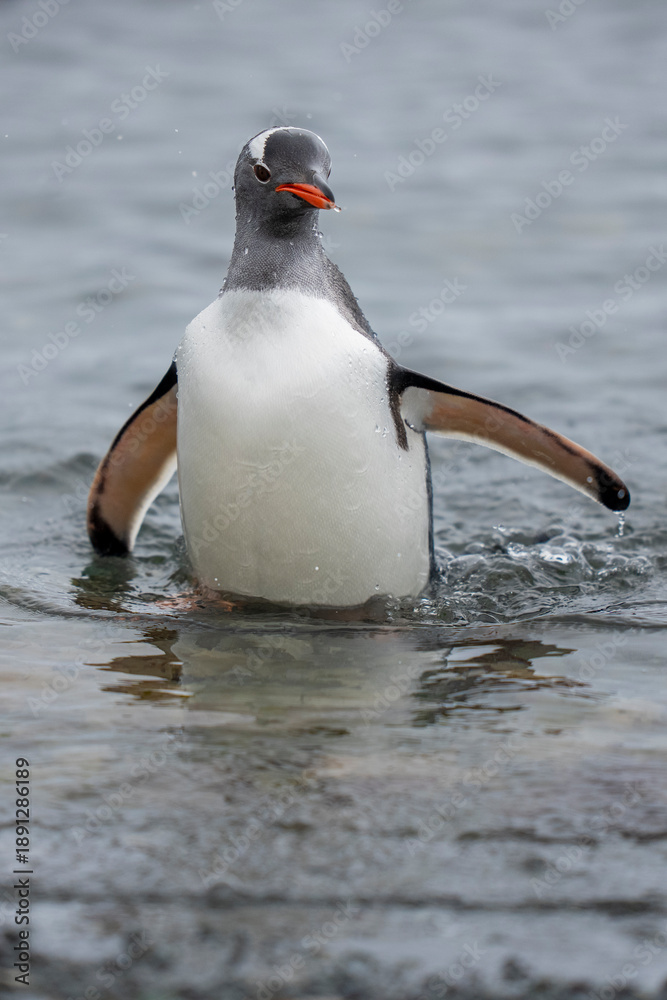 Fototapeta premium Gentoo penguins close up