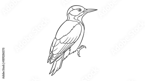 Woodpecker Illustration: An illustrative portrayal of a woodpecker, showcasing its distinct features and elegant pose.