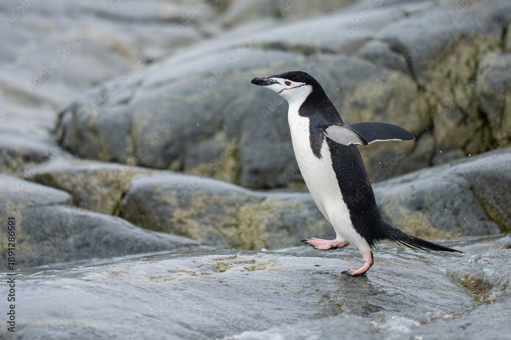 Fototapeta premium Chinstrap penguin on a rock