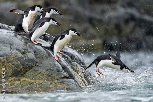 Chinstrap penguins jump in to the sea
