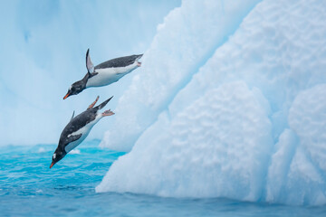 Poster Antarctica Ezelspinguïns duiken vanaf ijsberg  © Staffan Widstrand