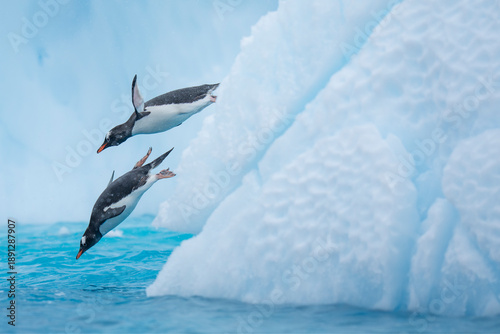 Gentoo penguins jump in the water from an iceberg