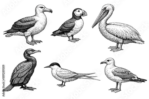 Detailed illustrations of six different seabird species