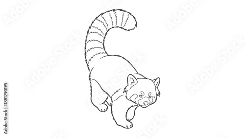 Gentle Red Panda: A charming red panda gracefully treads forward, its sleek outline drawing attention to the subtle beauty. 