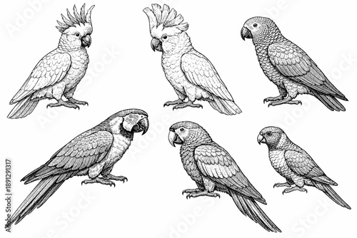 Detailed drawing of six diverse parrot species in black and white