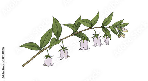 Delicate botanical illustration of a green branch featuring several hanging purple bellflower blossoms in a vintage hand drawn style.