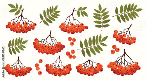 Comprehensive set of rowan berry clusters and individual green compound leaves for autumn nature or botanical projects on white.