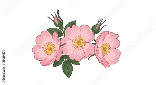 Cluster of three delicate pink wild rose flowers with several unopened green rosebuds and leaves for a romantic floral design theme.