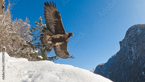 Golden eagle (Aquila chrysaetos) Aquila reale