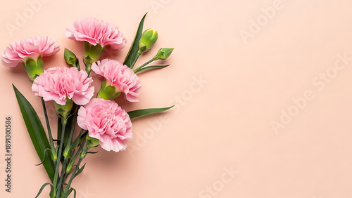 Beautiful pink carnation flowers on beige background