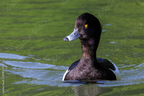 Photography Reiherente (Aythya fuligula) Männchen