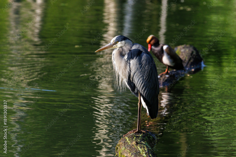 Naklejka premium Graureiher (Ardea cinerea)