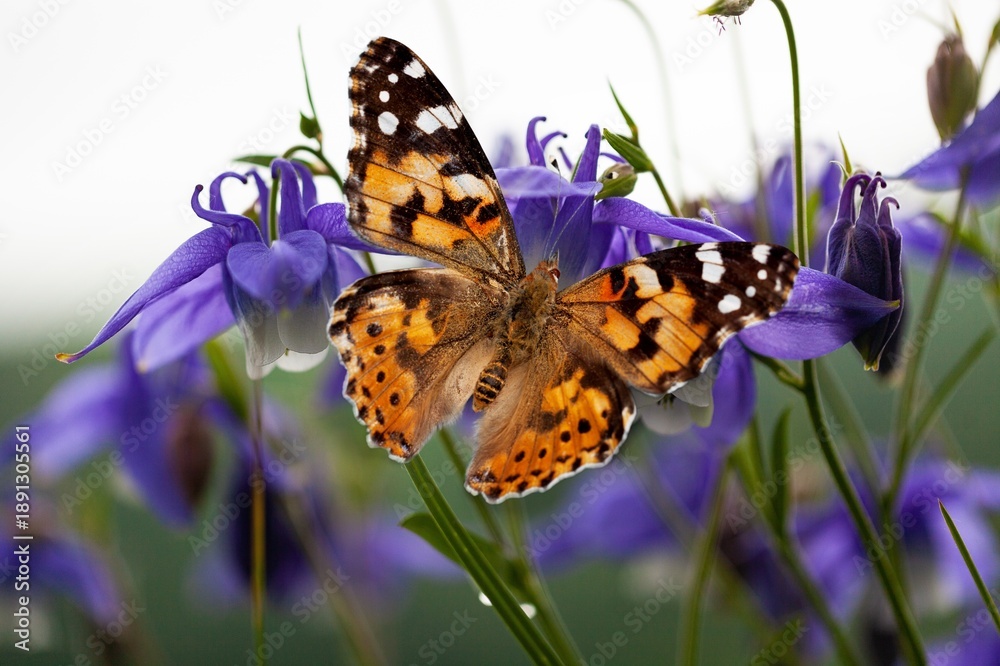 Obraz premium The European colourful butterfly on green meadow