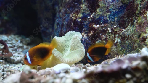 Two tomato clownfish swim above a white sea anemone among textured coral rocks. Underwater scene showcasing tropical marine life and biodiversity in a vibrant reef aquarium or natural habitat.