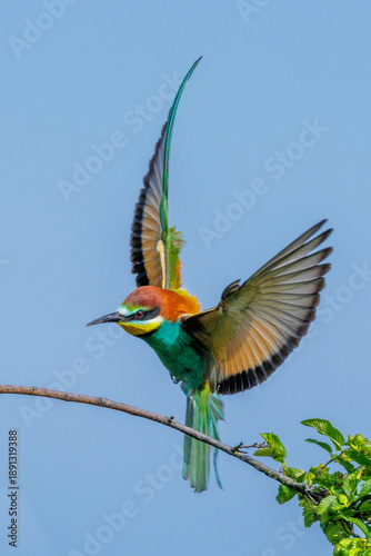 Bienenfresser (Merops apiaster)