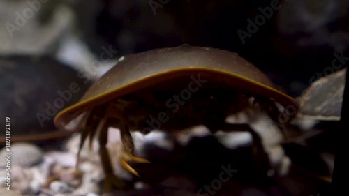 Close-up of a horseshoe crab crawling on a seabed covered with various seashells and sand. Detailed view of the prehistoric marine arthropod in its underwater environment. Wildlife photography.