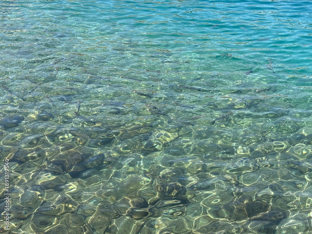 Obraz premium coral reef in the sea