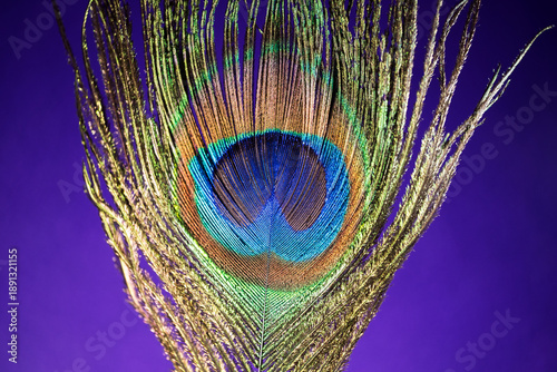 Beautiful radiant peacock feather against a deep purple background, showcasing vivid colour and elegant detail. A bold abstract image suitable for graphic design, artistic concepts
