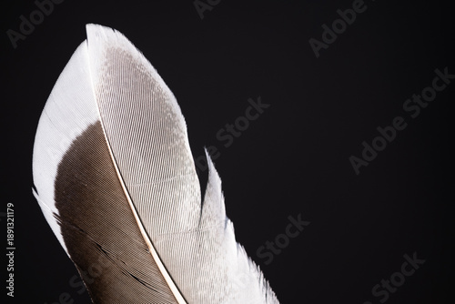 Foto Macro close-up of a brown and white bird feather isolated on a deep black background, visually resembling an old fashioned quill