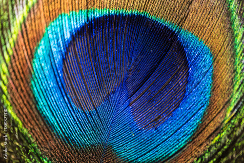 Macro close-up of a peacock feather centre showing intricate detail, vibrant colour, and natural symmetry. Plumage for abstract background suitable for artistic concepts, animal and bird themes