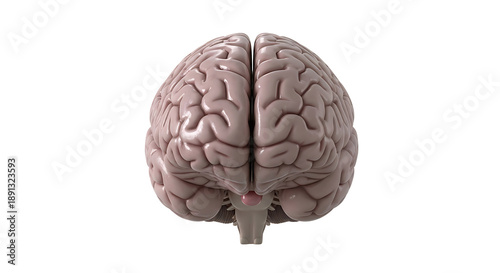Human Brain Anatomical Model Isolated on White Background for Medical Research and Education