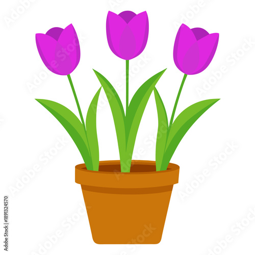 Three purple tulips with green leaves growing in a flower pot, isolated on a white background. Colorful fresh spring floral composition suitable for greeting cards, seasonal designs, home decor.