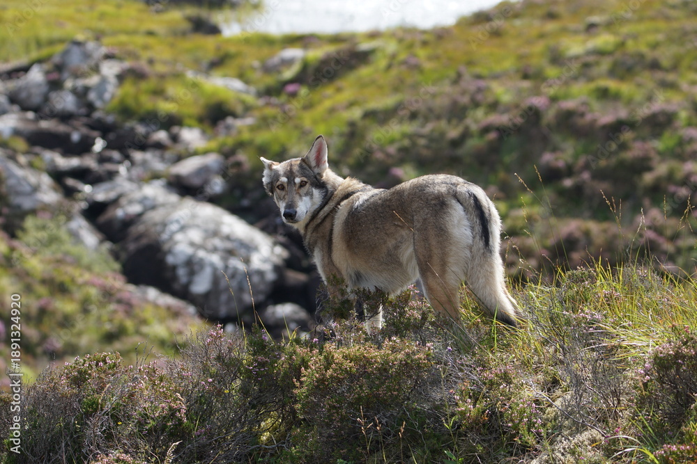 Obraz premium Northern Inuit in the Scottish Highlands, near Loch Maree, Wester Ross, Scotland, UK