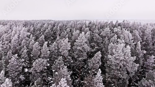 Frozen treetops at the winter