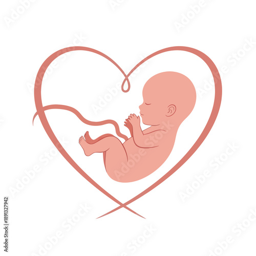 Illustration of a fetus in a heart shape.