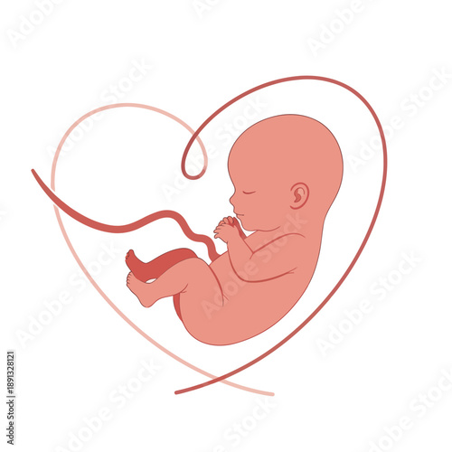 Illustration of Fetus in Heart Shape.