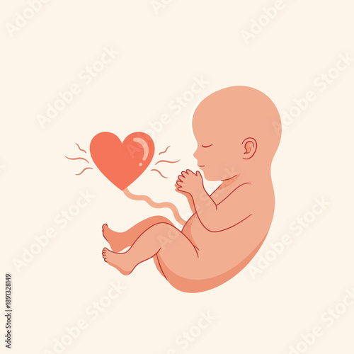 Fetal Development Illustration with Heart Symbol.