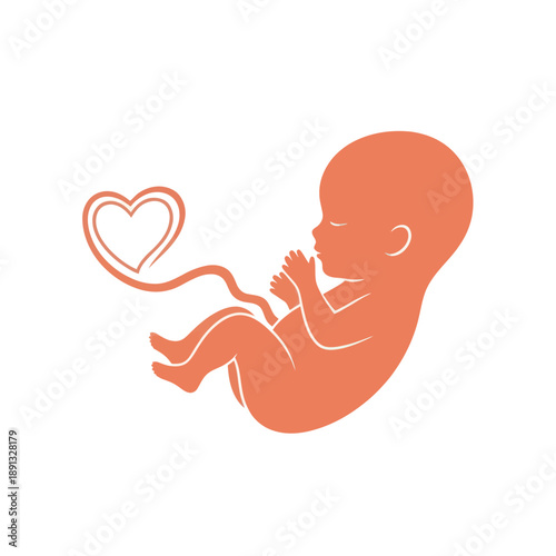 Fetal Illustration with Heart and Umbilical Cord.