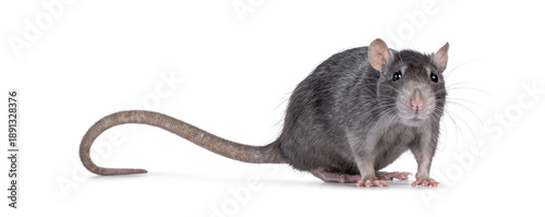 Tableau sur toile Close up studio shot of young adult grey tame rat, standing side ways